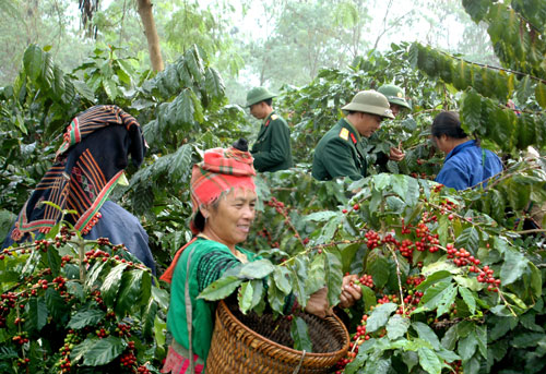 Thu hoạch cà phê. Ảnh: Tư liệu