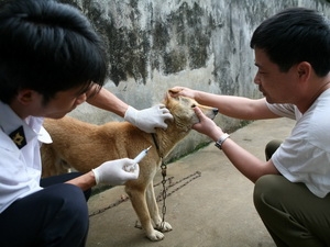 Tiêm phòng chó dại.