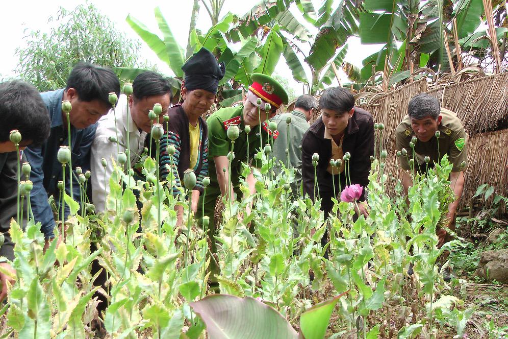 Tổ chức kiểm tra, phát hiện và phá nhổ diện tích trồng cây có chứa chất ma túy (Ảnh Thành Trung)