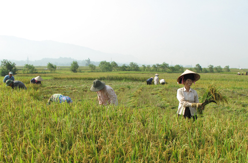 Mùa vàng trên cánh đồng Mường Thanh.