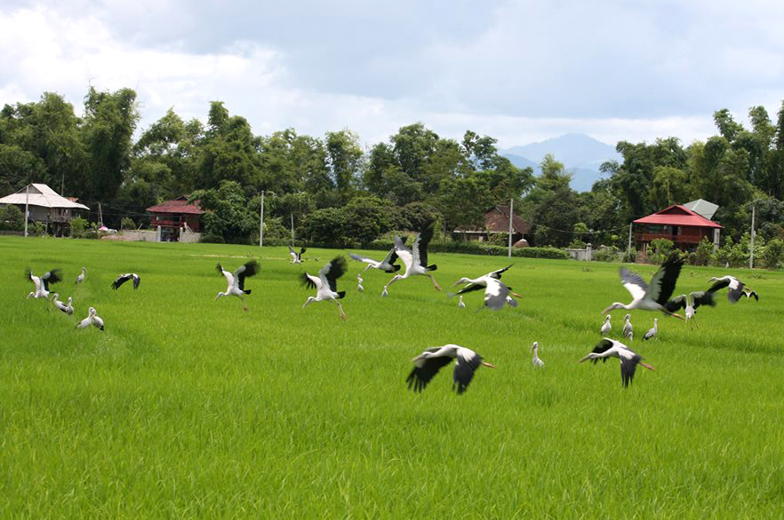 Cánh đồng Mường thanh nơi “Đất lành chim đậu”