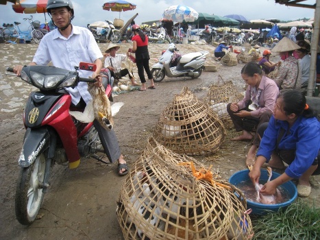 Kinh doanh buôn bán gia cầm tại chợ Cầu Mường Thanh-TP Điện Biên Phủ (ảnh: Kiều Trang).