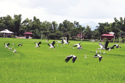 Cánh đồng Mường Thanh